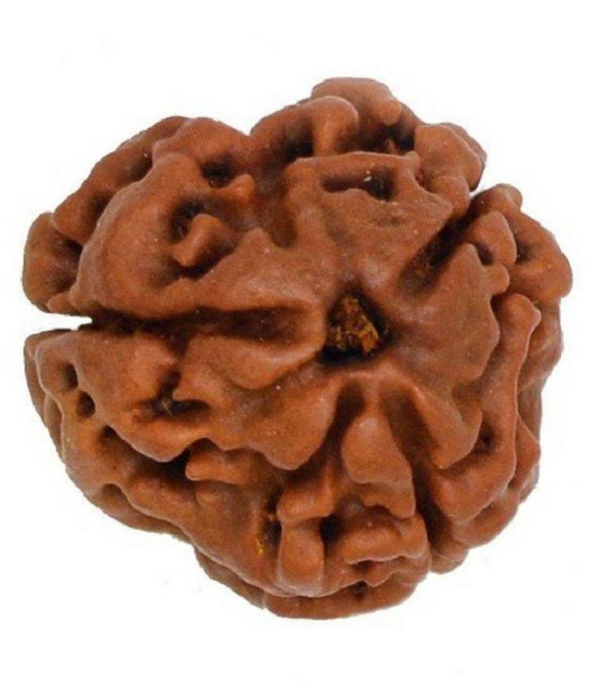     			3 Mukhi Nepal Rudraksha Lab Certified 3 Face Rudraksha Pendant