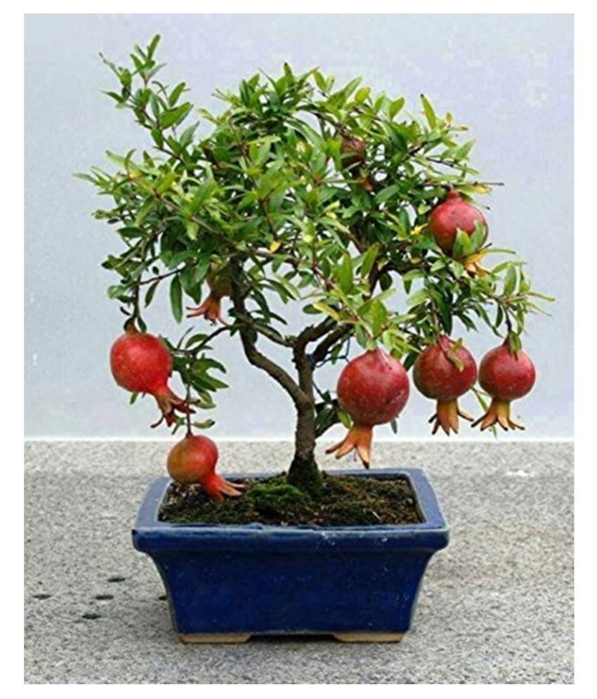     			OhhSome Bonsai Combo Fruits And Tree Combo 4 Type Tree Seeds