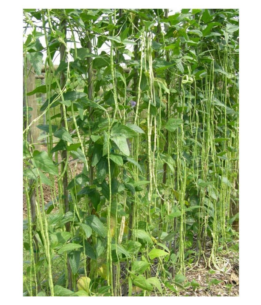 Yard Long Beans Seeds Buy Yard Long Beans Seeds Online at Low Price