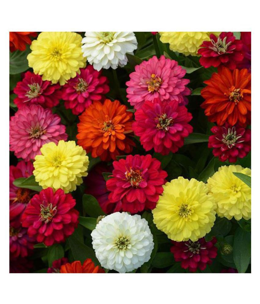 Portulaca Oleracea 10 O Clock Plant Seeds Buy Portulaca Oleracea 10 O Clock Plant Seeds Online At Low Price Snapdeal