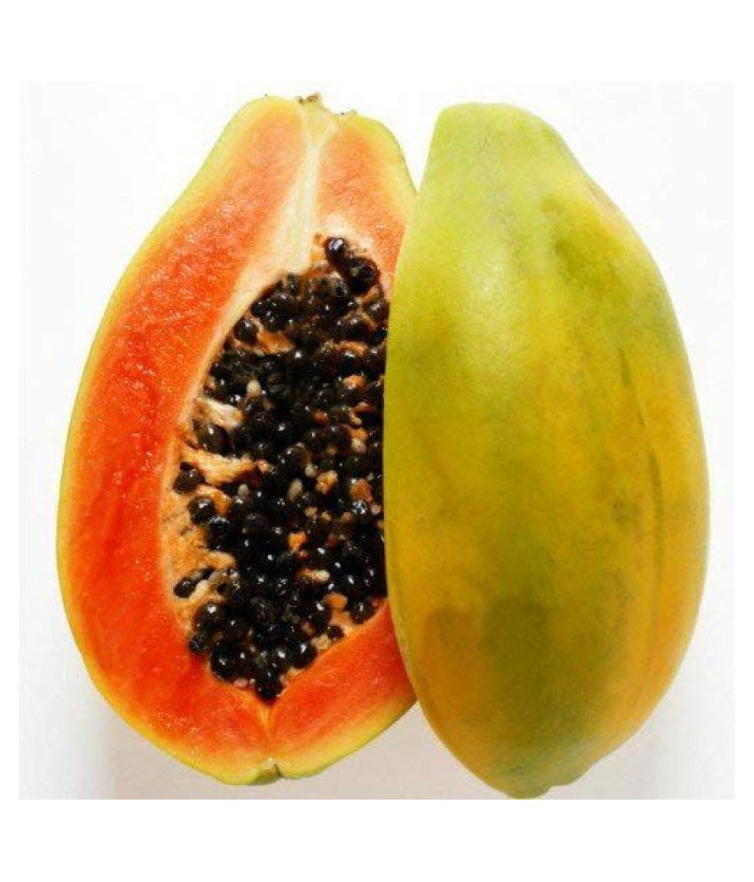     			SOIL ME Papaya Selection Seeds (High Yielding Variety) (1 Packet of Seed)