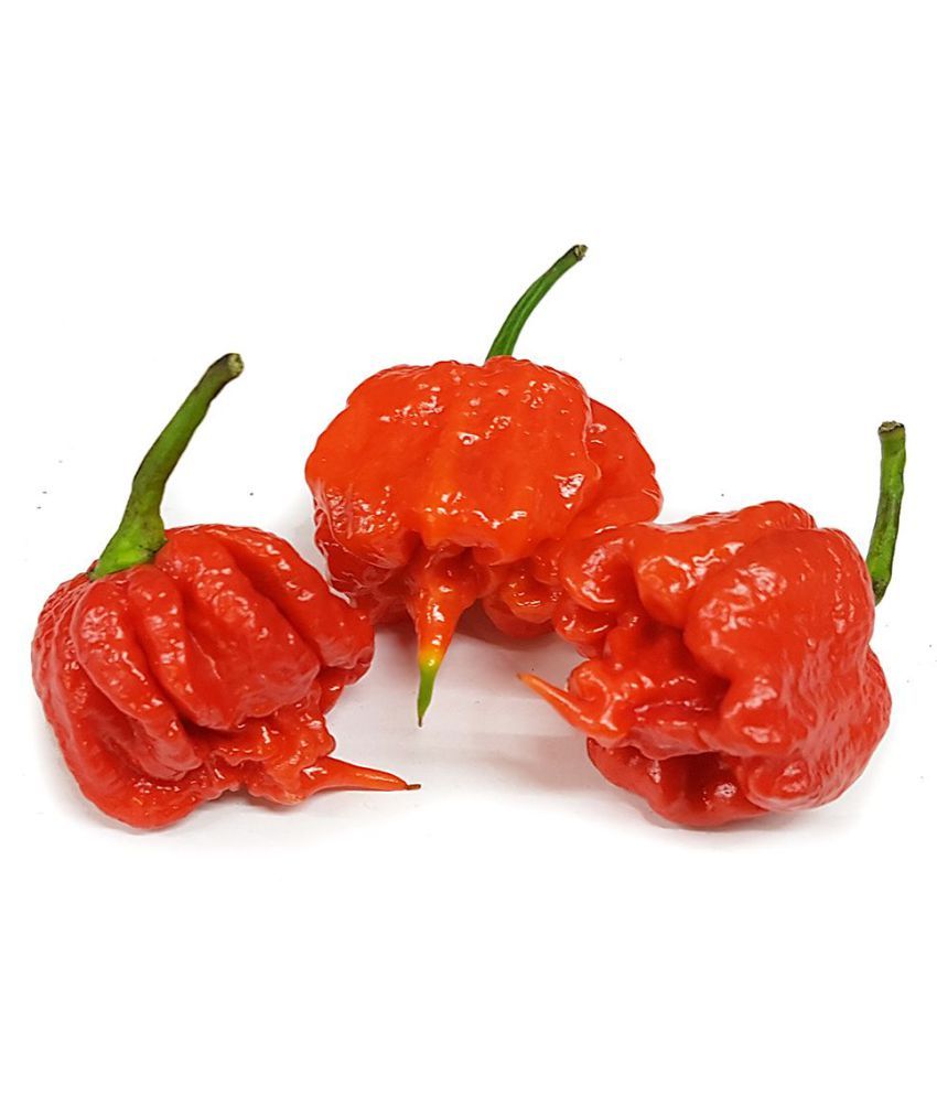     			Matrix Carolina Reaper World Hottest Chilli Seed