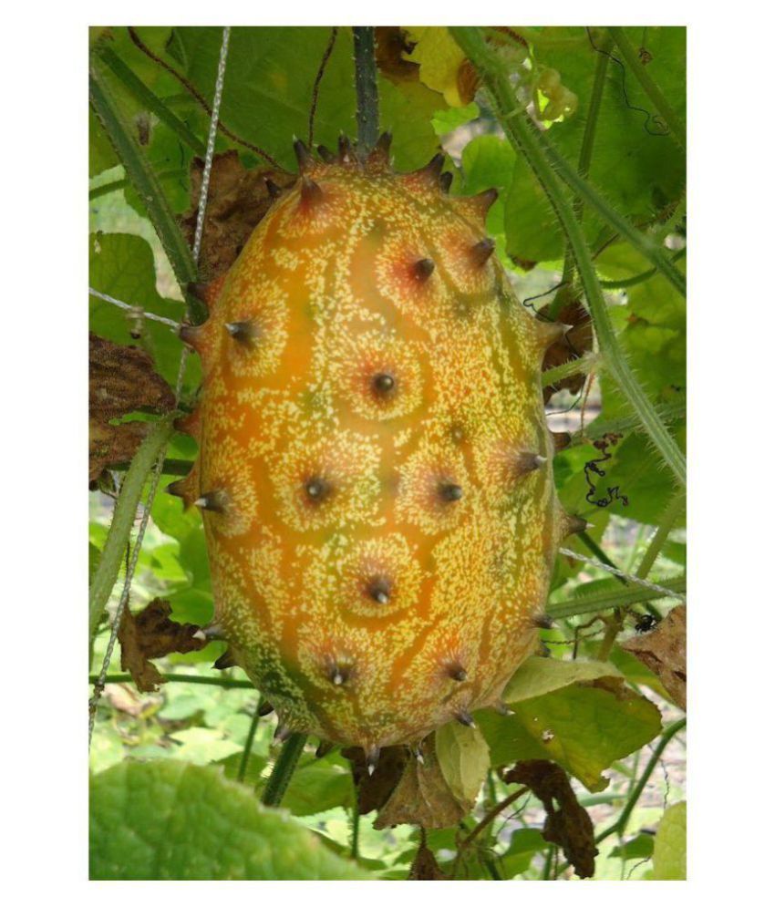 kiwano melon where to buy