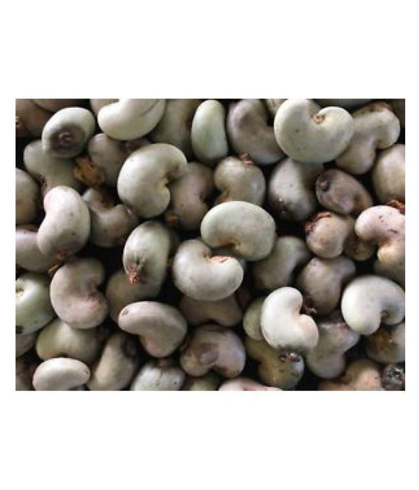cashew tree seeds kenya seeds 25 SEEDS Buy cashew tree seeds kenya