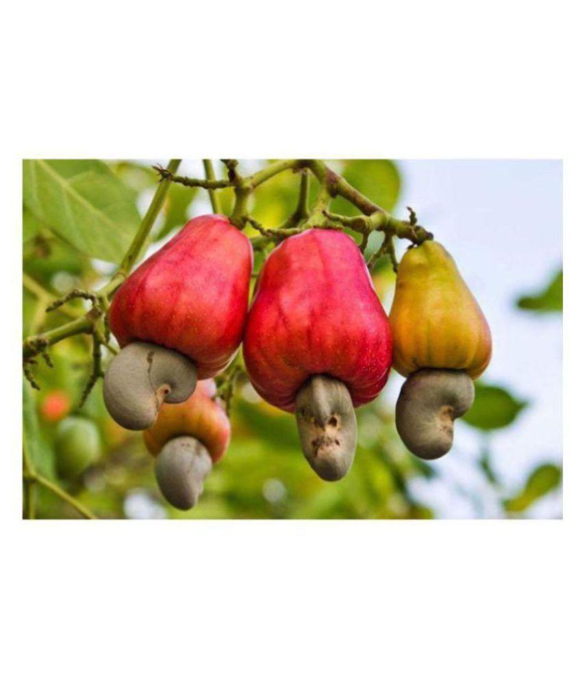 cashew trees ghana cashew trees ghana