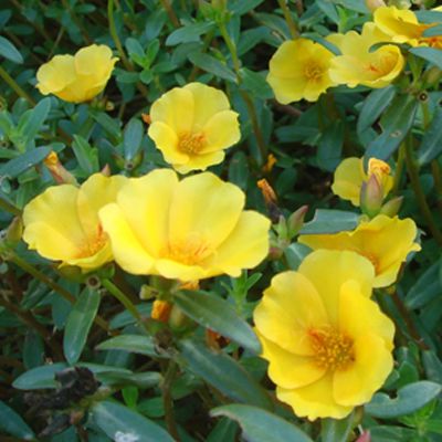 Portulaca Oleracea 10 O Clock Yellow Plant Seeds Buy Portulaca Oleracea 10 O Clock Yellow Plant Seeds Online At Low Price Snapdeal