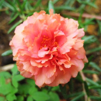 Portulaca Oleracea 10 O Clock White Plant Seeds Buy Portulaca Oleracea 10 O Clock White Plant Seeds Online At Low Price Snapdeal