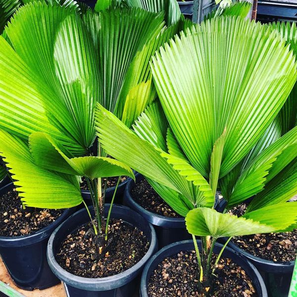 Pichodia Grandis Ruffled Fan Palm Palas Payung Licuala Grandis Plant Seeds Buy Pichodia Grandis Ruffled Fan Palm Palas Payung Licuala Grandis Plant Seeds Online At Low Price Snapdeal