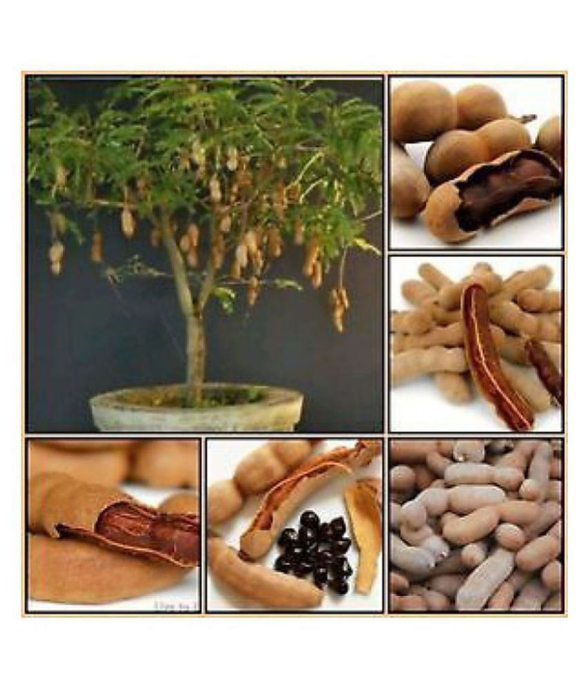 Fruit Seeds Tamarind Imli Puli Seeds For Roof Garden Bonsai Suitable Fruit Seeds Kitchen Garden Pack Buy Fruit Seeds Tamarind Imli Puli Seeds For Roof Garden Bonsai Suitable Fruit Seeds