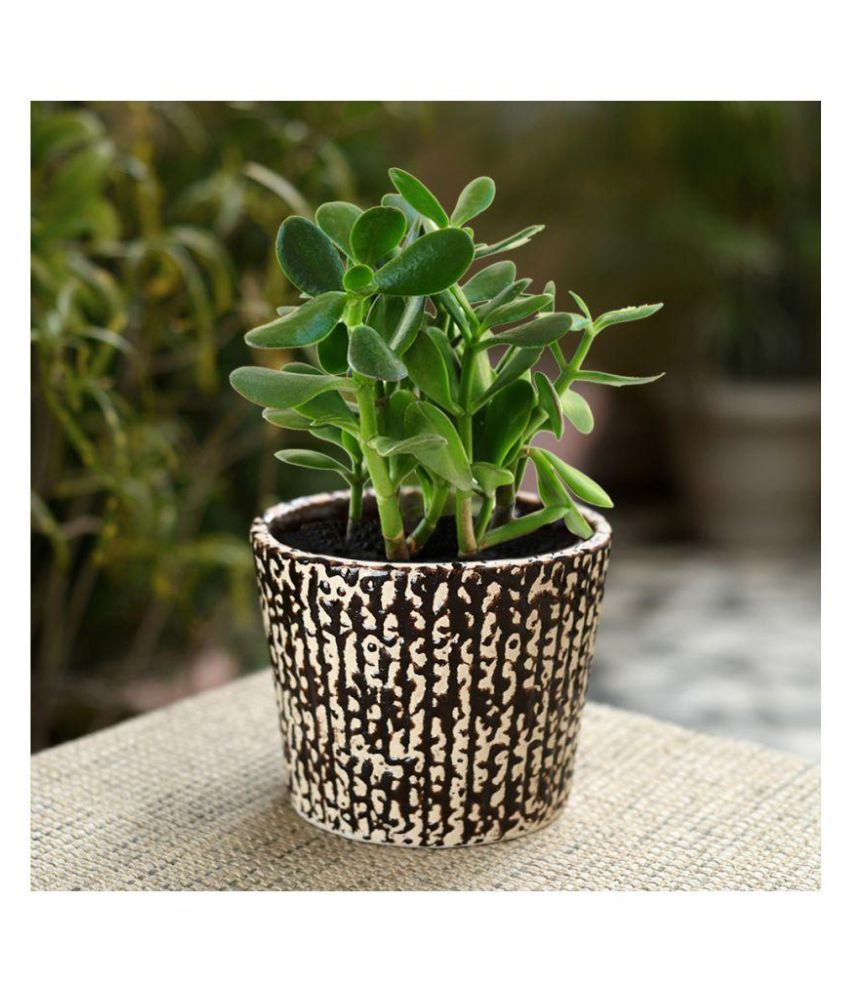     			Unravel India Plant container