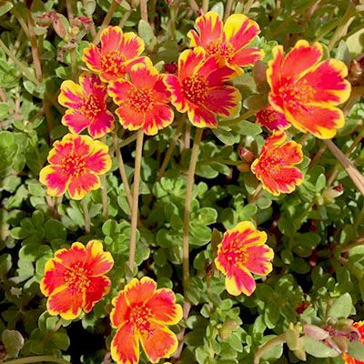 Portulaca Oleracea 10 O Clock Pink Plant Seeds Buy Portulaca Oleracea 10 O Clock Pink Plant Seeds Online At Low Price Snapdeal