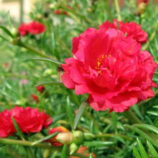Portulaca 10 O Clock Sunrise Plant Seeds Buy Portulaca 10 O Clock Sunrise Plant Seeds Online At Low Price Snapdeal