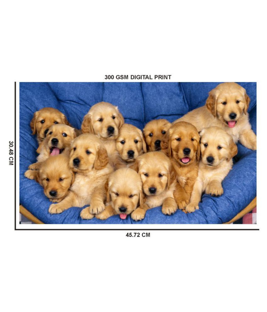 animal alley golden retriever