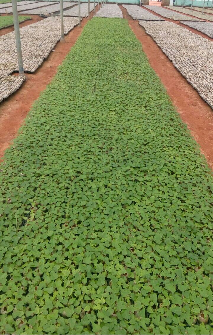 Green Berry Papaya Hybrid Seeds Buy Green Berry Papaya Hybrid