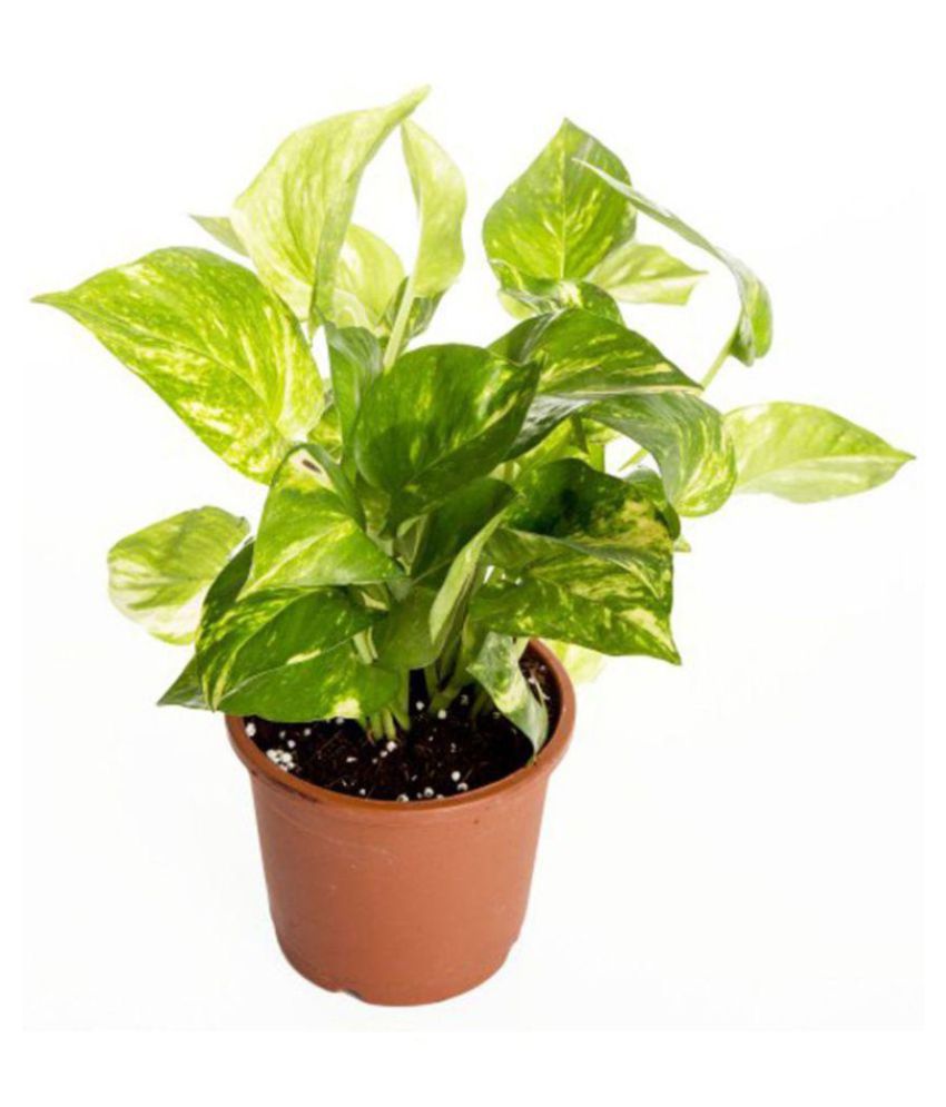 Good luck plants for indoor information