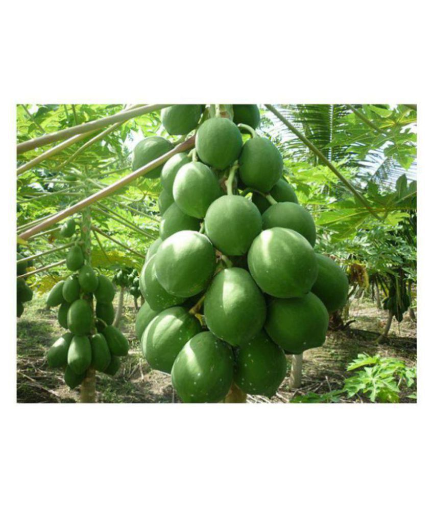     			Hybrid Papaya Seed -20 Seeds