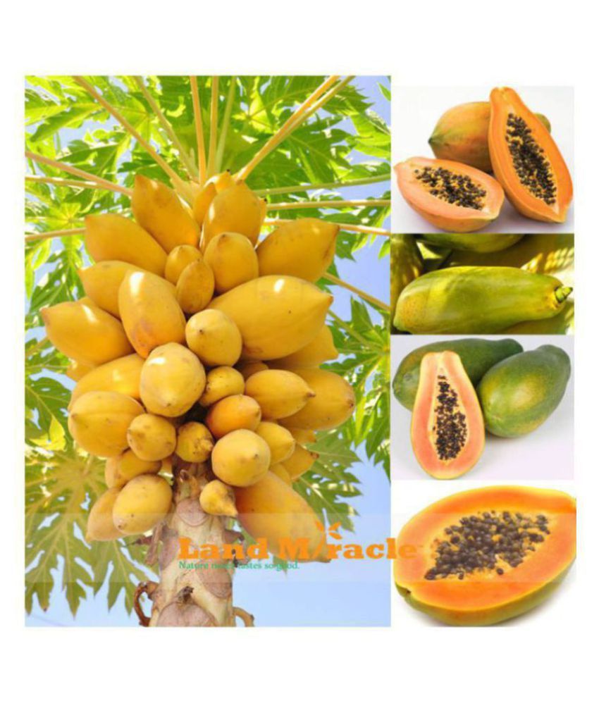     			Fruit Seeds Papaya Seeds Fruit Seeds For Home Garden In India Bonsai Suitable Fruit Seeds Garden Pack