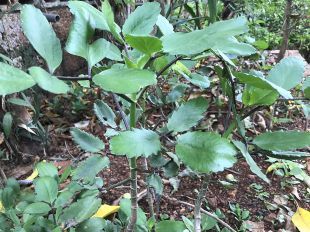 Bryophyllum Pinnatum Miracle Leaf Katakataka Life Plant Pashan Bheda Patharchur Air Plant Kalanchole 10 Fresh Seed Leaves For Growing Buy Bryophyllum Pinnatum Miracle Leaf Katakataka Life Plant Pashan Bheda Patharchur Air Plant Kalanchole 10 Fresh