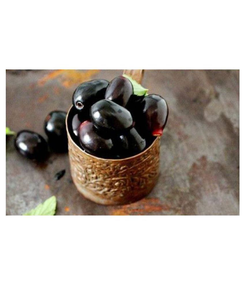 OhhSome Fruit Seeds Duhat Plum Jamun Fruit Seeds Seeds For Rainy