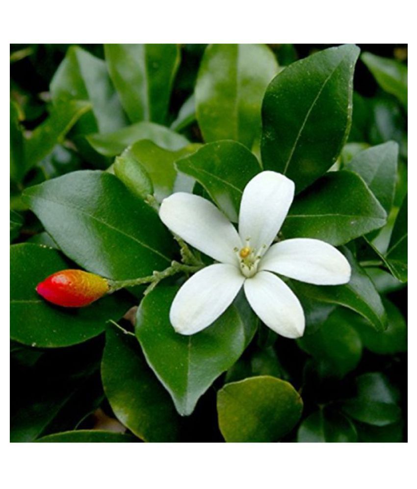 Kamini Flower Jasmine Flower Seeds Buy Kamini Flower Jasmine Flower Seeds Online At Low Price Snapdeal