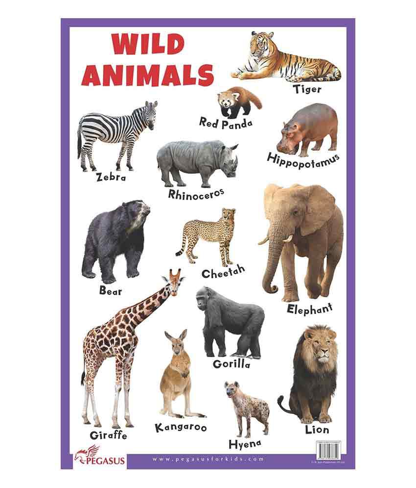 Wild Animals Educational Chart: Buy Wild Animals Educational Chart Online  at Low Price in India on Snapdeal