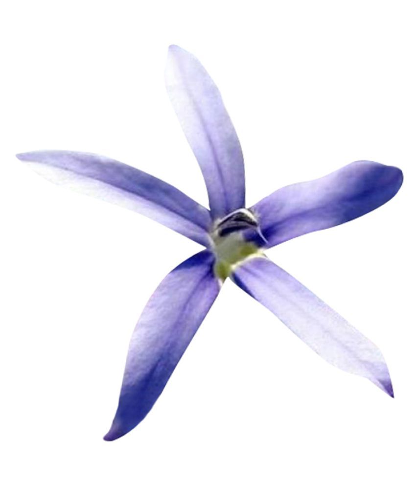 Nema Playmates Asagao Flower Seeds Blue 100pcs Buy Nema Playmates Asagao Flower Seeds Blue 100pcs Online At Low Price Snapdeal