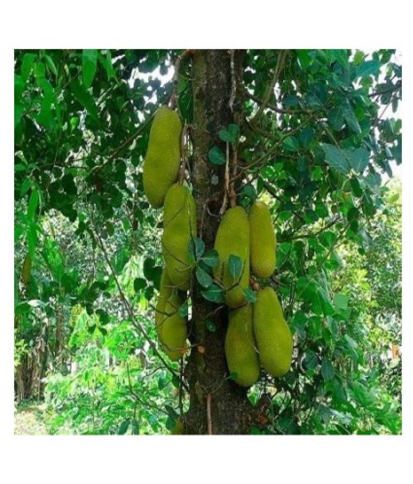 Modern Plants Live Kathaljackfruit Vegetable Plant Na Buy Modern