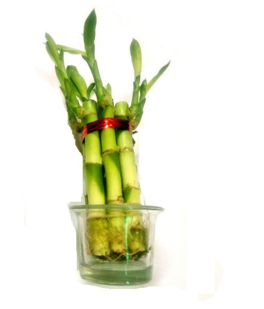 Green plant indoor Lucky Bamboo Plants with Blossom Pot ...