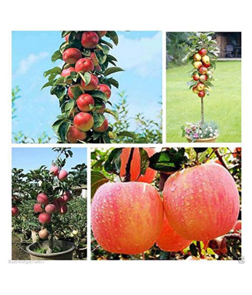 Apple Tree Seeds Home Yard Outdoor Living Fruit 10 seeds Buy Apple