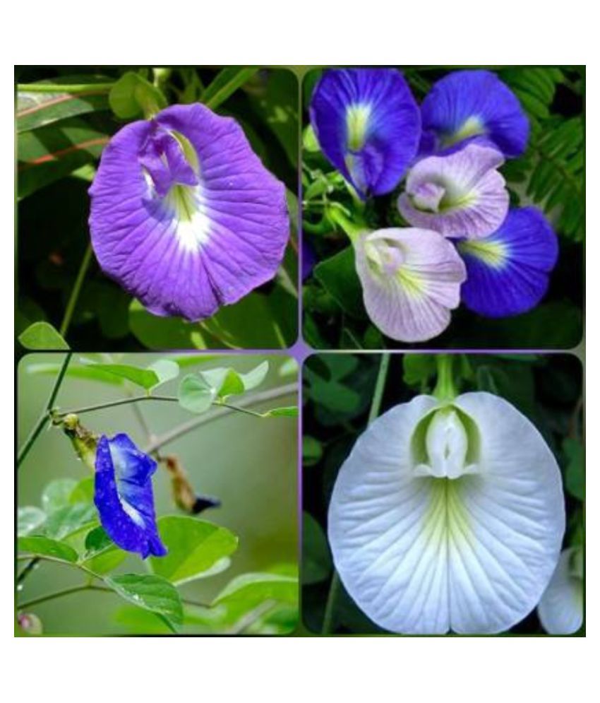     			SHANKHPUSHPI / APARAJITHA / SANGU POO / CLITORIA TERNATEA / BUTTERFLY PEA MIXED FLOWER SEEDS - PACK OF 20 SEEDS