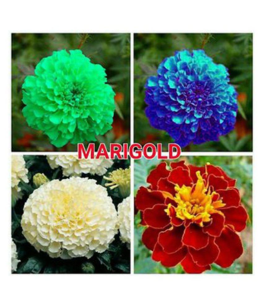 AGREY COMBO OF 4 COLOUR MARIGOLD FLOWER SEEDS Buy AGREY COMBO OF 4