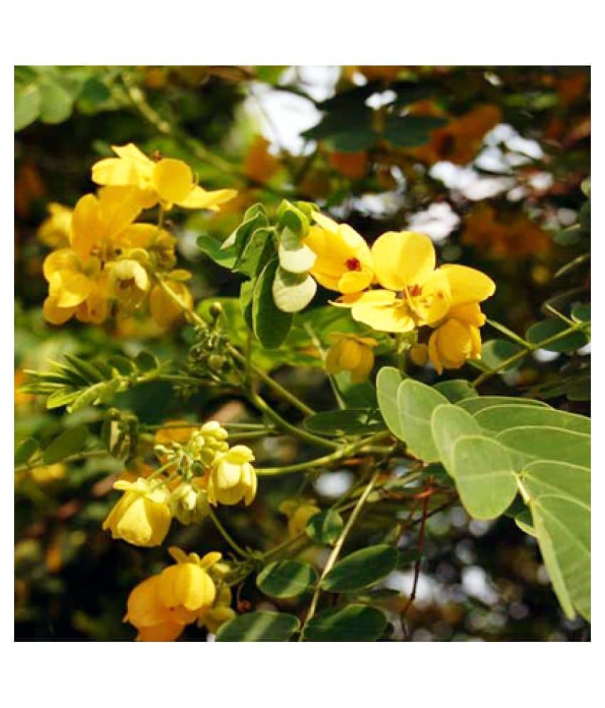 Cassia Glauca / Scrambled Egg Bush / Scrambled Egg Bush Golden Yellow