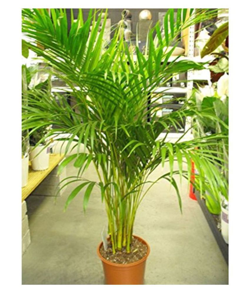     			Areca Palm Air Purification Indoor Tree Tree Seeds