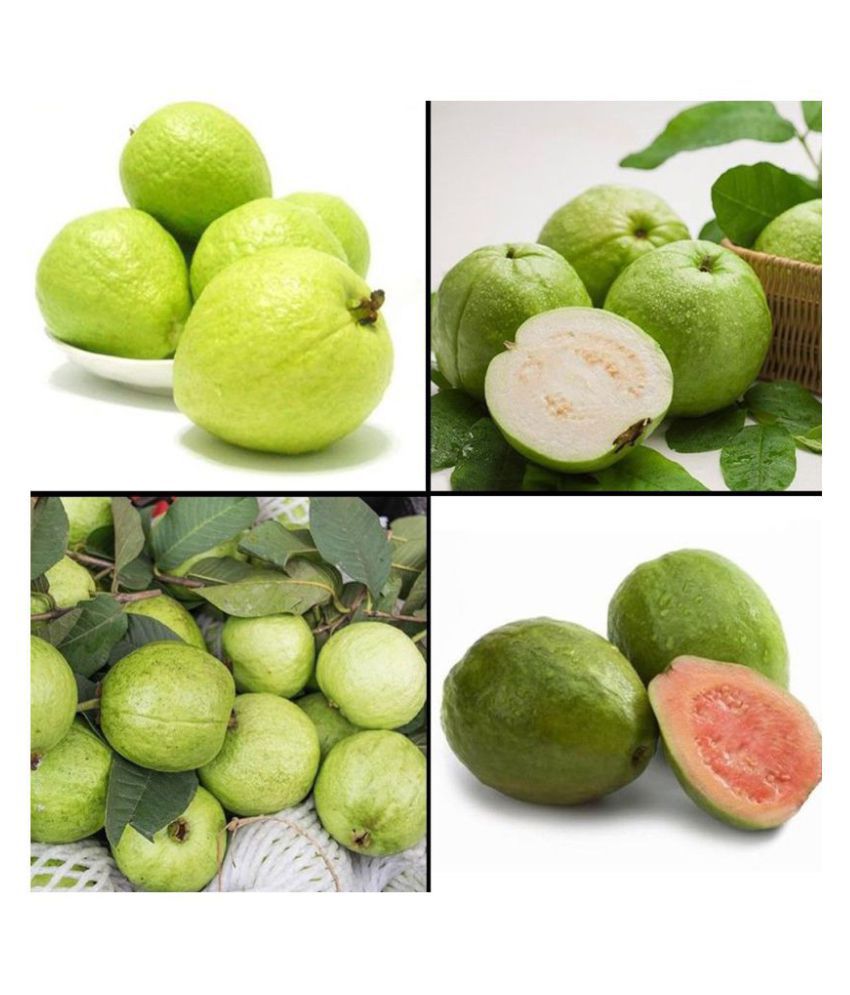     			Indoor Dwarf Mixed 100 PCS Organic Large Sweet Guava Seeds