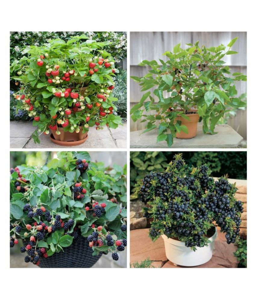 Aero Seeds Primrose Dwarf Potted Fruit Strawberry, Blackberry, Mulberry ...