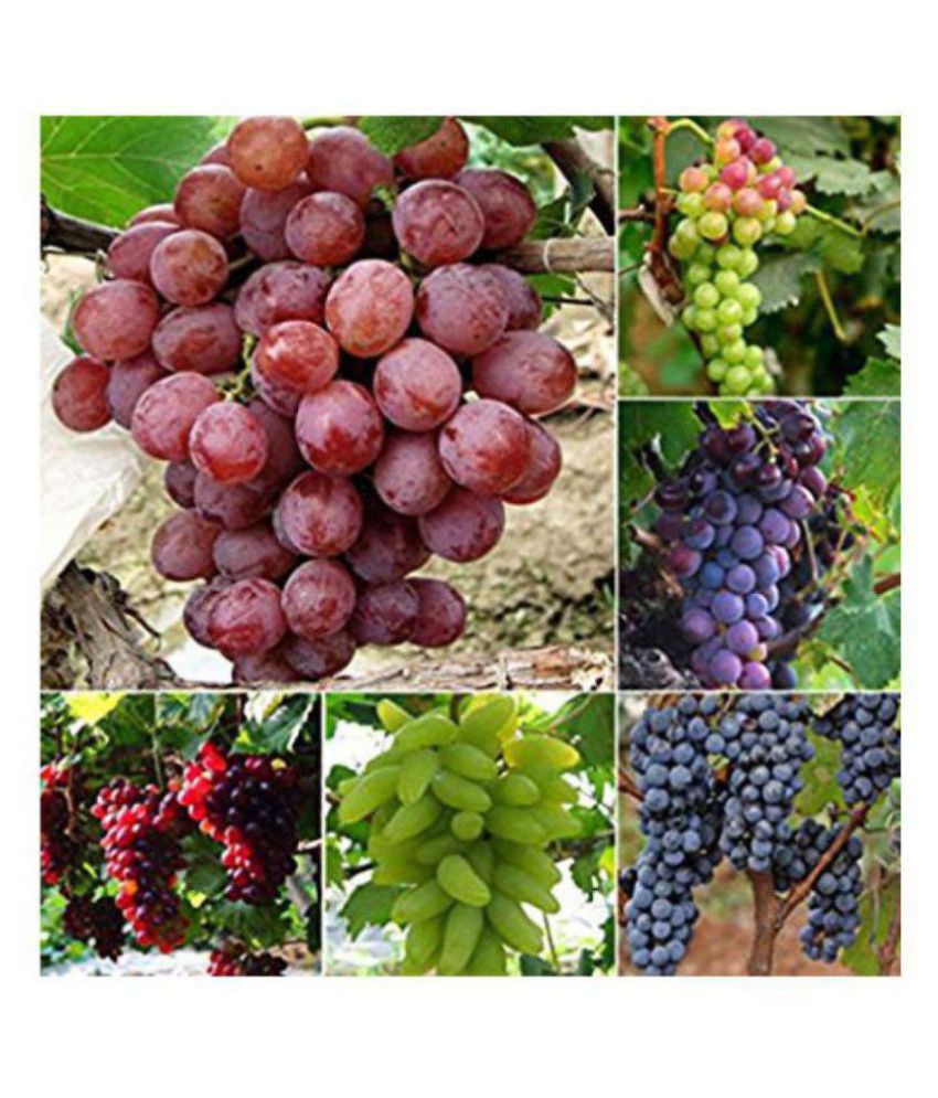     			Grape Seeds Vitis Vinifera Delicious Fresh Fruit Mixed Seeds 20 SEEDS PACK