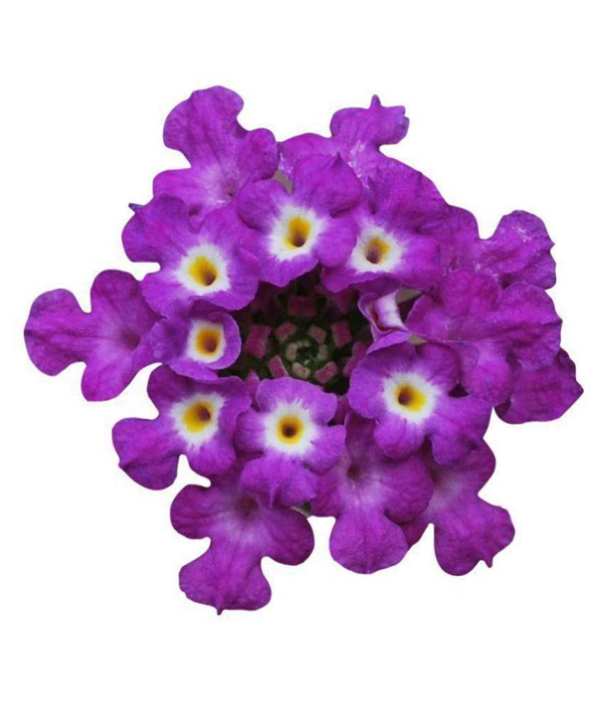 Lantana Camara Hydrangea Flower SeedsPurple50Pcs Buy Lantana Camara