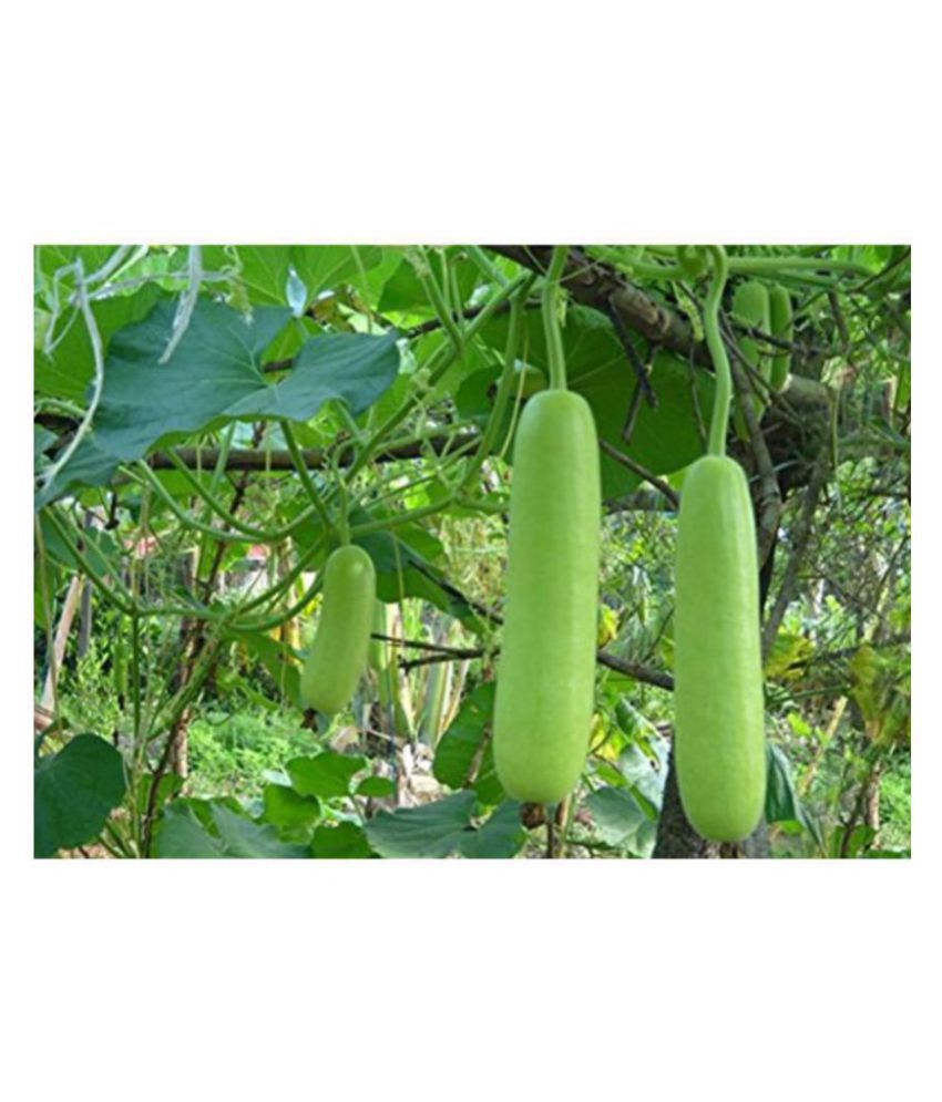     			Long Bottle Gourd Churaka -20 Seeds Vegetable Seeds