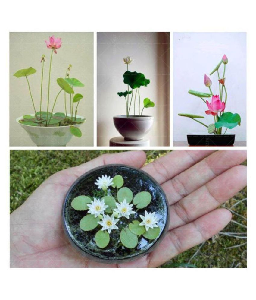     			Lotus Flower Seeds Mixed Seeds Seeds For Kitchen Garden 10 Seeds