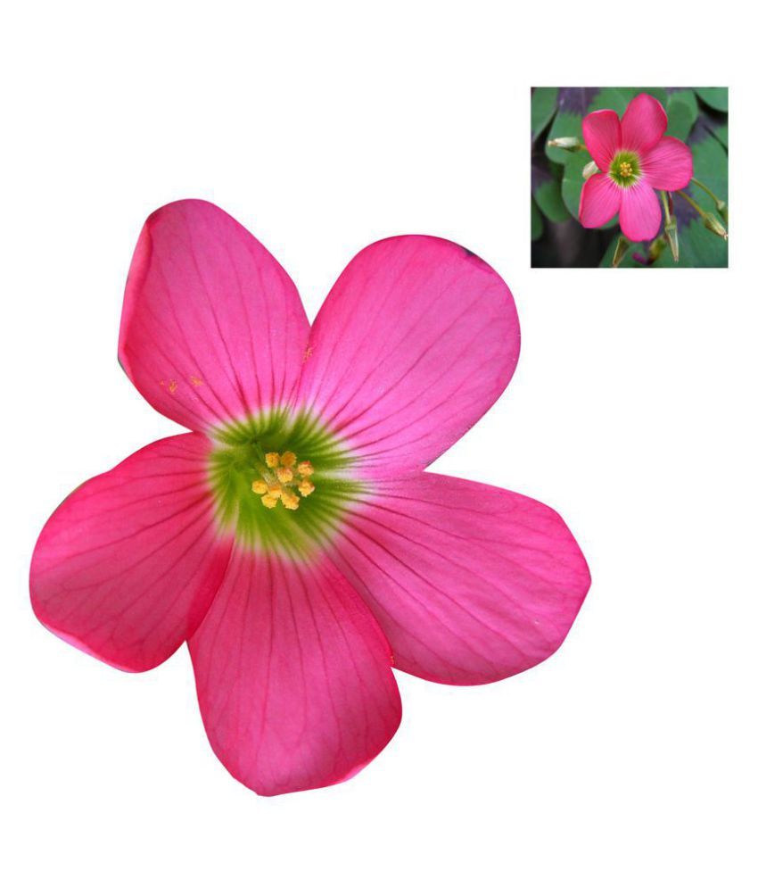 Oxalis Wood Sorrel Flower Seeds Deep Pink 12 Pcs Buy Oxalis Wood Sorrel Flower Seeds Deep Pink 12 Pcs Online At Low Price Snapdeal