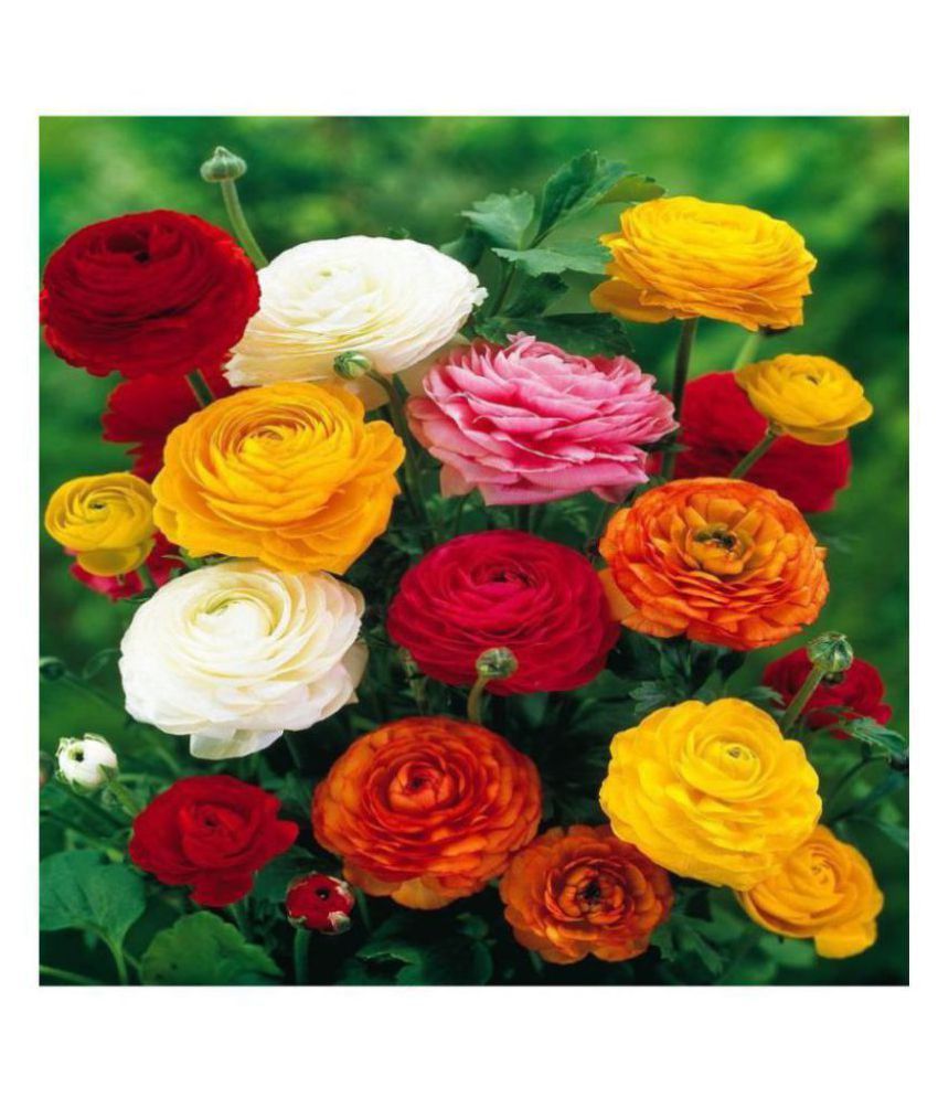     			Ranunculus asiaticus Flower Seeds