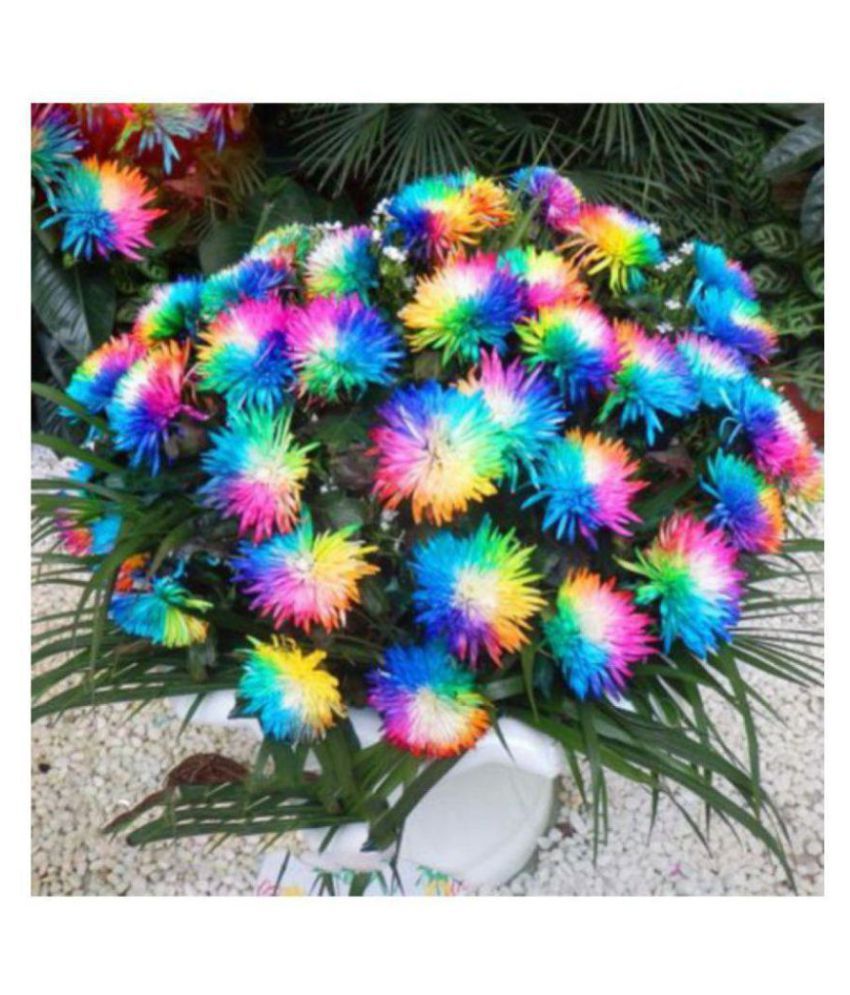 Rainbow Chrysanthemum Flower Seeds Ornamental Rare Color Plant 40 seeds