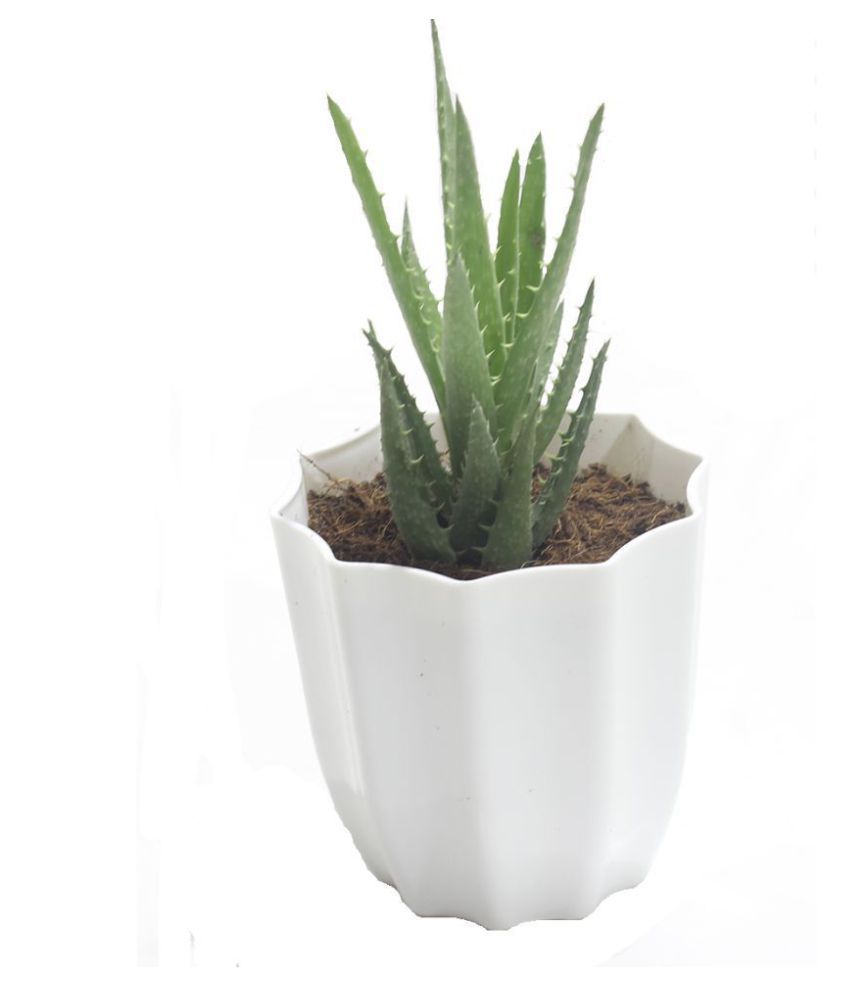 parbhat nursery Indoor Indoor Plant Buy parbhat nursery Indoor Indoor