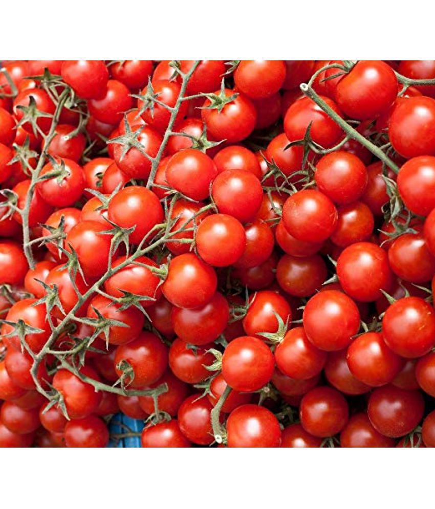National Gardens Large Cherry Tomato Seeds (Pack of 30