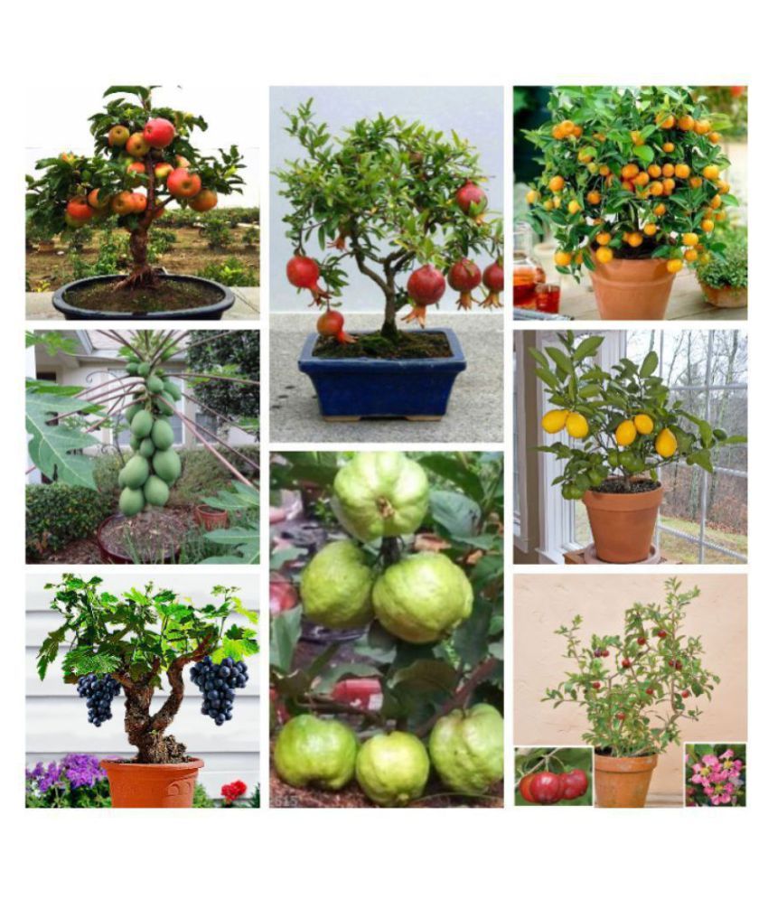Bonsai Fruit Seeds Mega Combo (Apple, Orange, Lemon, Guava, Cherry