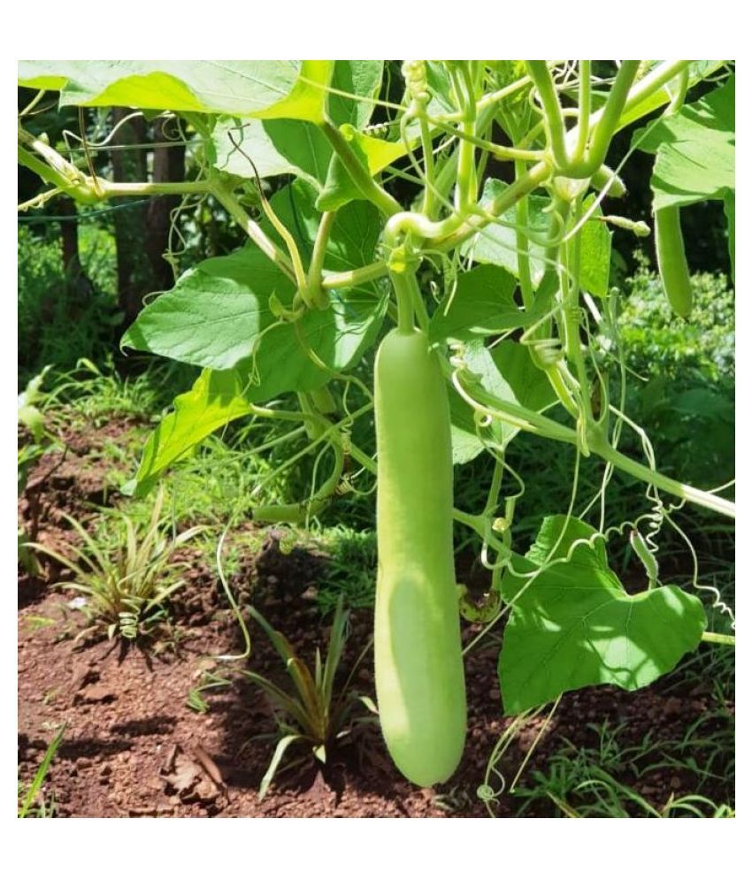 Bottle Gourd Loki Ghiya Vegetables High Germination Seeds Pack Of 