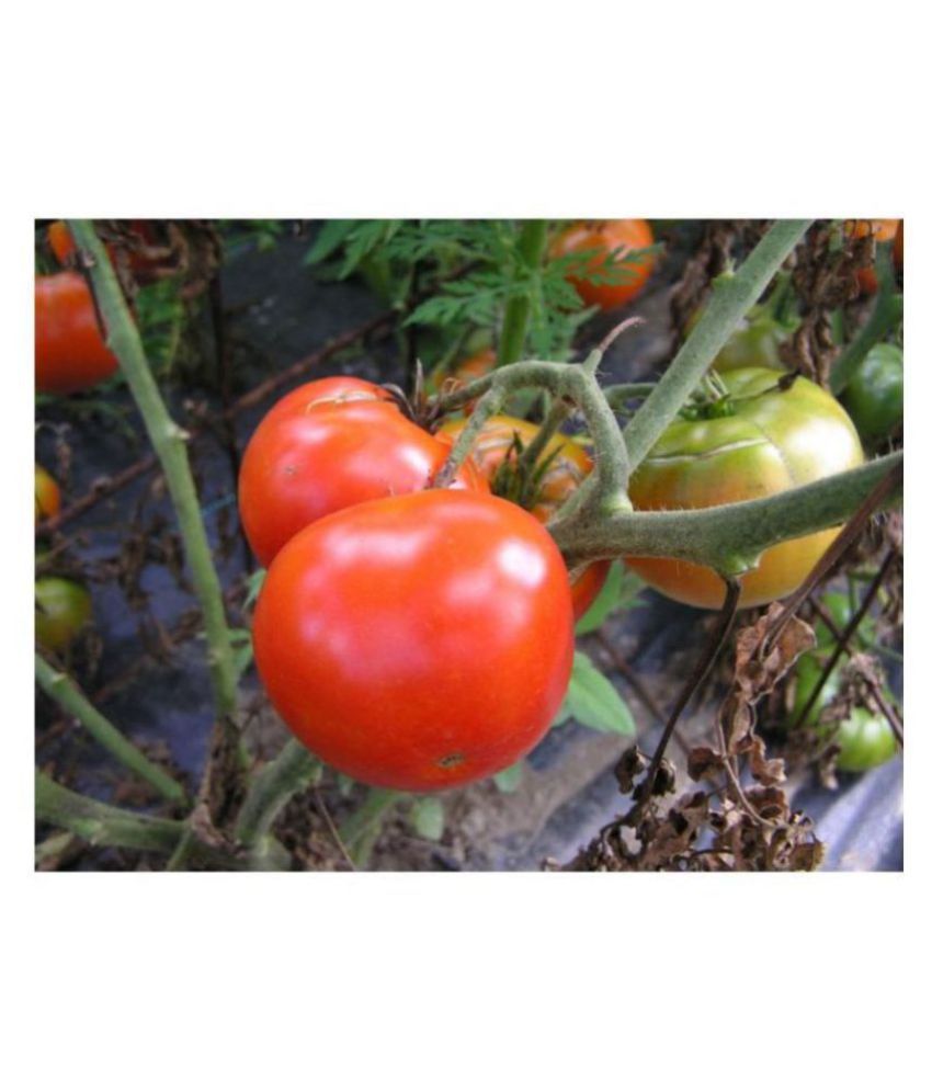     			Hybrid Tomato Red Round Quality Seeds - Pack of 30 Seeds F1 HYBRID