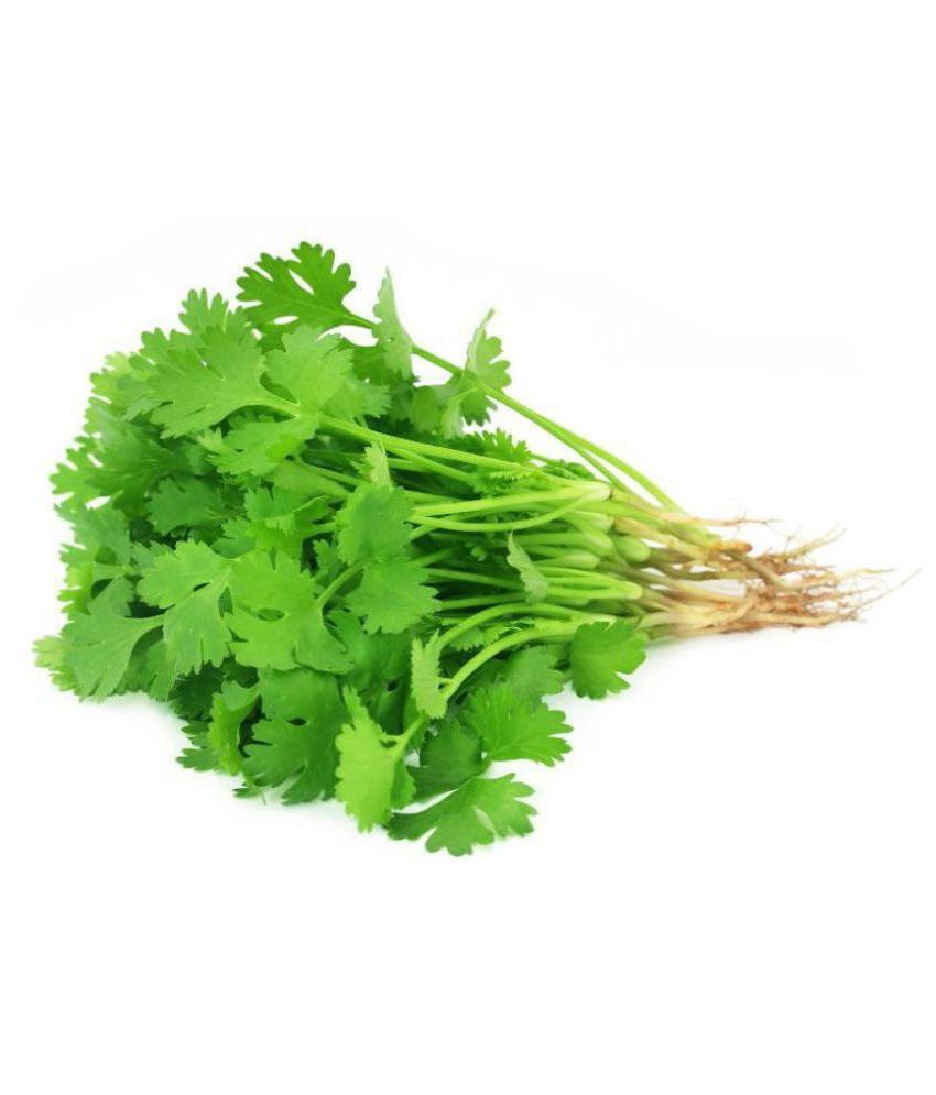     			R-DRoz Coriander (Dhaniya) Exotic Seeds - Pack of 100 Seeds PREMIUM QUALITY