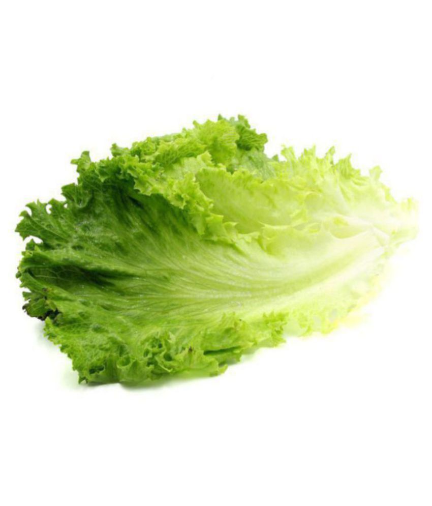     			R-DRoz Lettuce Green (Salad Patta) Fine Quality Seeds - Pack of 50 F-1 Hybrid Seeds