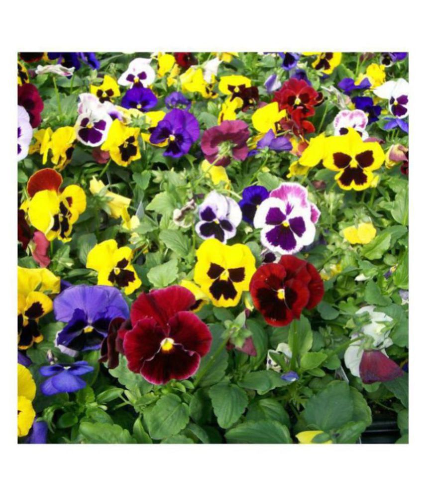     			R-DRoz Pansy Flowers Mixed Colour Advance Seeds - Pack of 50 Premium Exotic Seeds